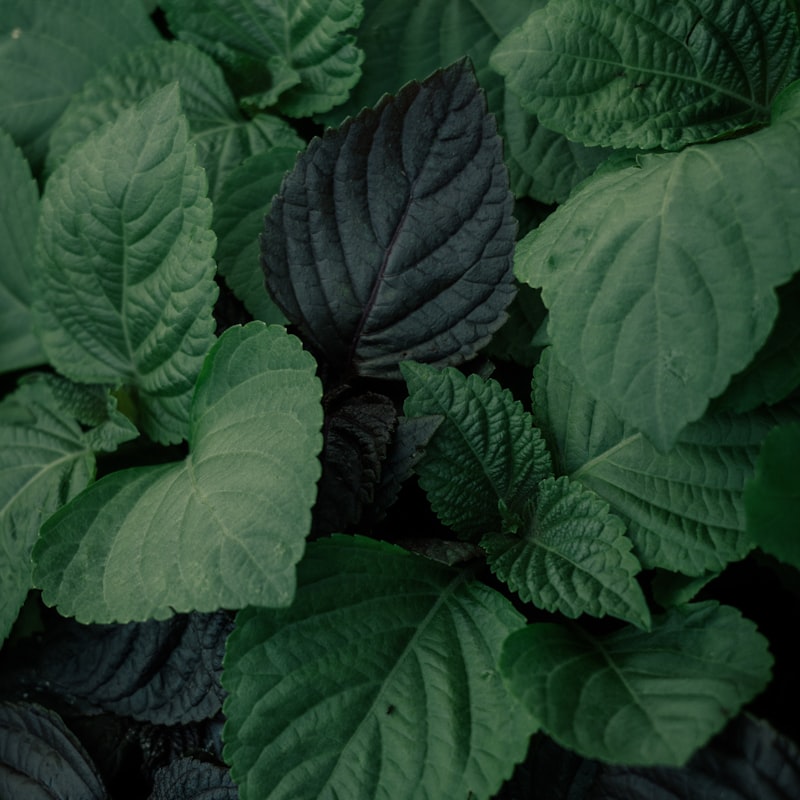 향 깻잎 300g (곁순 제거)